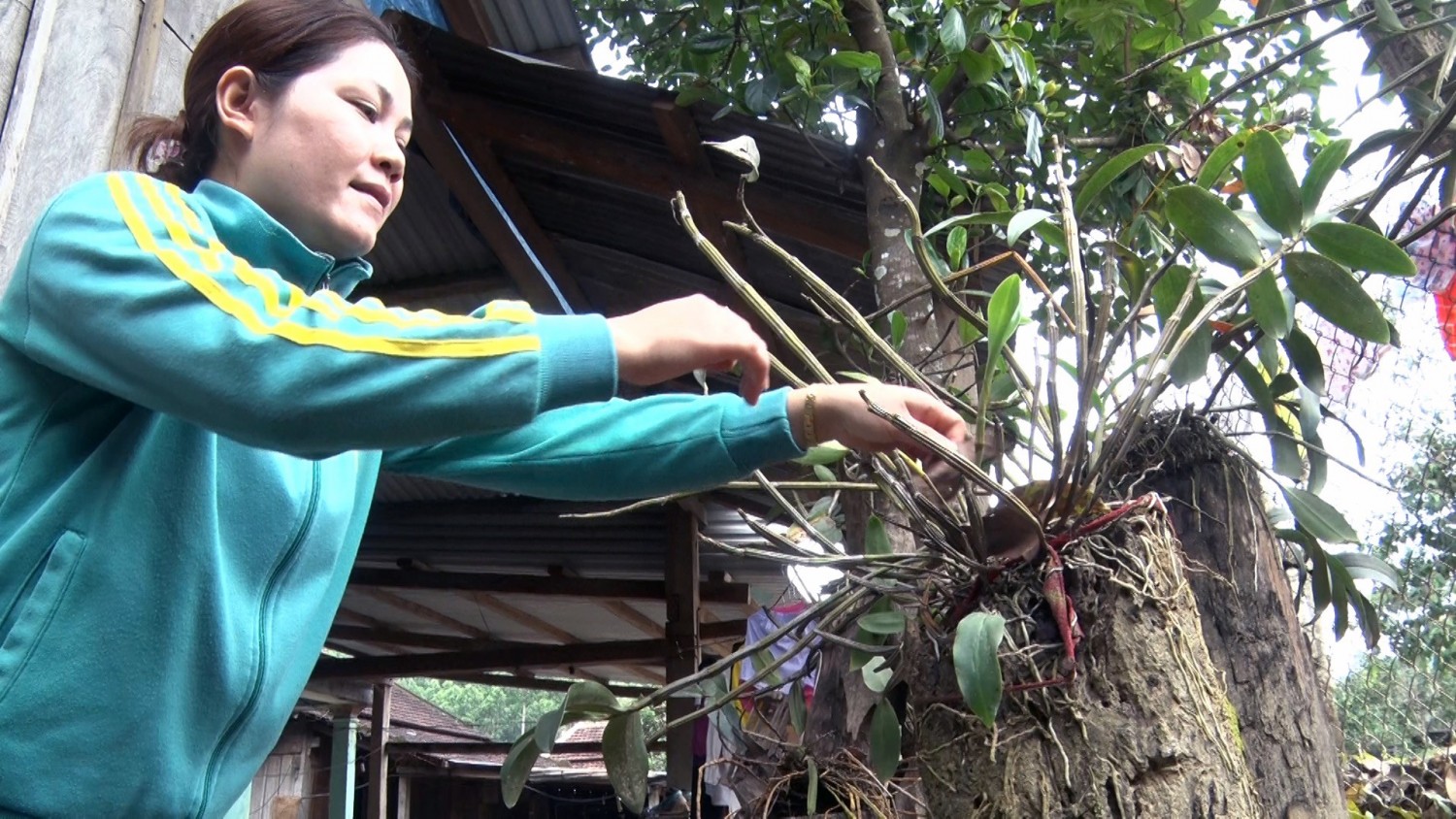 Chị Đinh Thị Bình chăm sóc mấy giò lan rừng để chưng đón tết. Ảnh: T.V